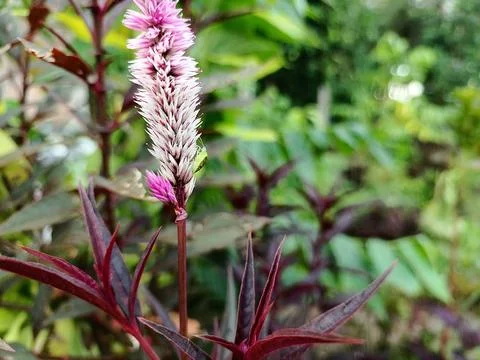 Celosia and insect Stock Photos