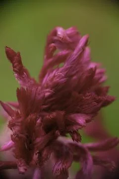 Celosia argentea in close-up Stock Photos