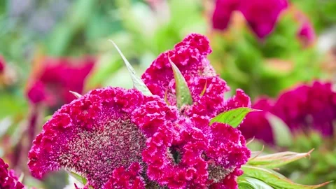 Celosia argentea, commonly known as plumed cockscomb or silver cock's comb, i Stock Footage 213340542