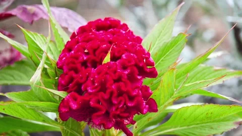 Celosia argentea, commonly known as plumed cockscomb or silver cock's comb, i Stock Footage 214673068