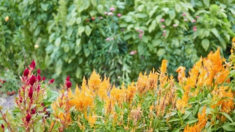 Celosia argentea, commonly known as plumed cockscomb or silver cock's comb, i Stock Footage 216044066