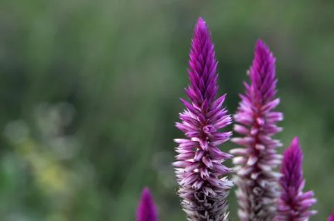 Celosia argentea flower - cockscomb Stock Photos