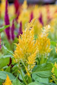 Celosia Argentea flower Stock Photos