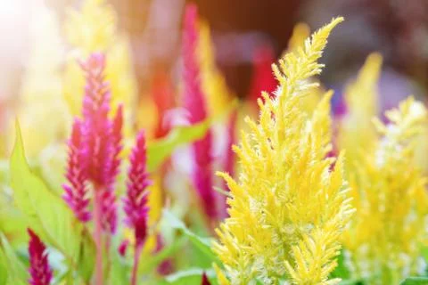 Celosia Argentea flower Stock Photos