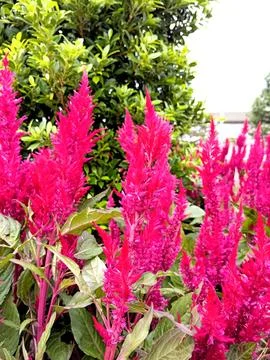 Celosia argentea, often called silver cock's comb or plumed cockscomb, is a.. Fotos de archivo