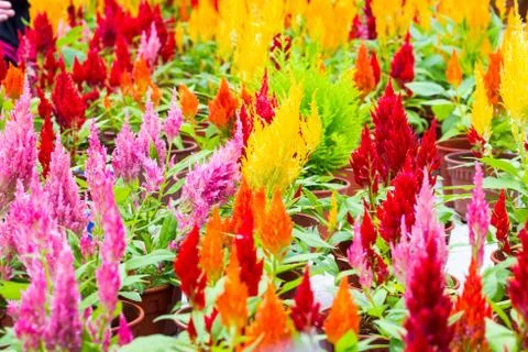Celosia argentea or Cockscomb Stock-Fotos