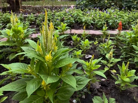 Celosia argentea or plumed cockscomb is a herbaceous plant Stock Photos