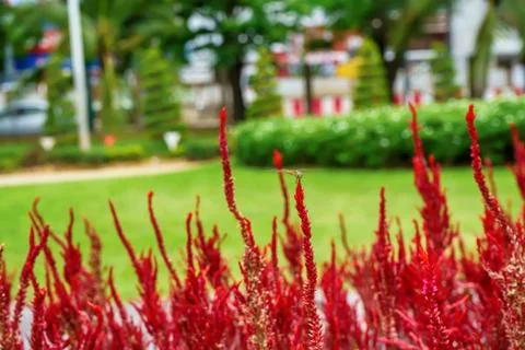 Celosia argentea or The silver cock's comb Foto stock