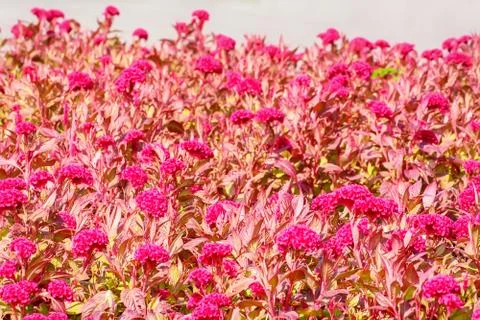Celosia argentea or The silver cock's comb 스톡 사진