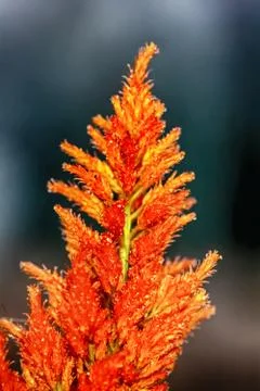Celosia argentea or The silver cock's comb Foto stock