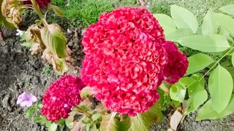 Celosia argentea Stock Photos