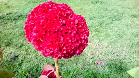 Celosia argentea Stock Photos