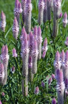 Celosia argentea Stock Photos