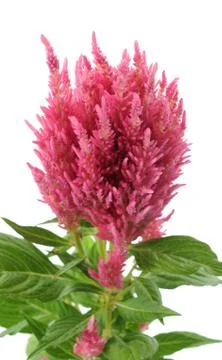 Celosia argentea Stock Photos