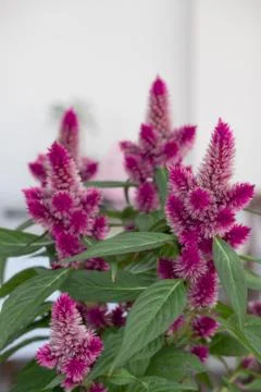 Celosia argentea Stock Photos