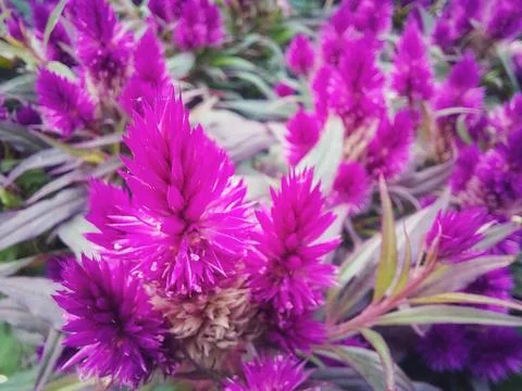 Celosia argentea Foto stock
