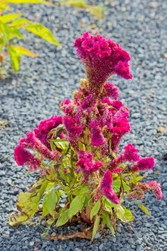Celosia argentea. Stock Photos
