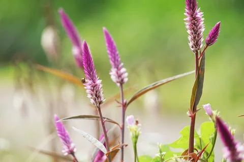 Celosia argentea (plumed cockscomb, silver cock's comb) Stock Photos