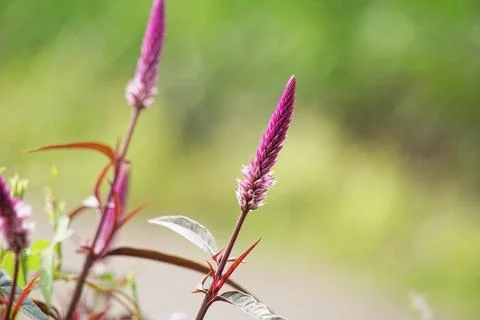 Celosia argentea (plumed cockscomb, silver cock's comb) Stock Photos