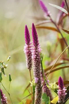 Celosia argentea (plumed cockscomb, silver cock's comb) Stock Photos