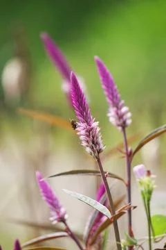 Celosia argentea (plumed cockscomb, silver cock's comb) Stock Photos