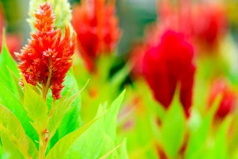 Celosia bouquet is bloom in garden during the summer Stock Photos