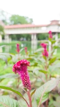 Celosia cristata Stock Photos