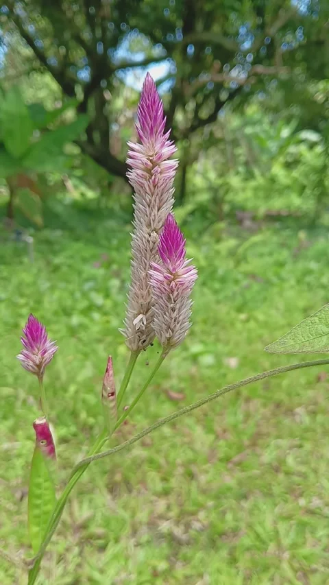 Celosia flower, commonly known as Cockscomb plant. Stock Footage 320353779