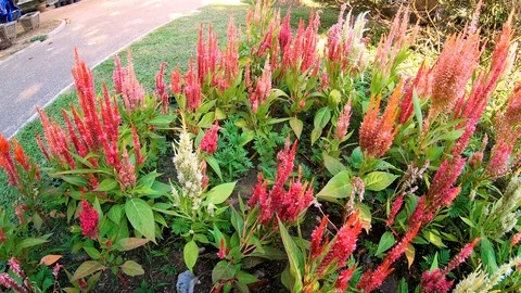Celosia Flower at the Garden Stock Footage 106715982