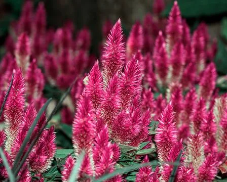 A celosia flower Фото