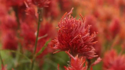 Celosia flower Stock Photos