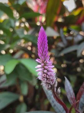 Celosia flower Stock Photos