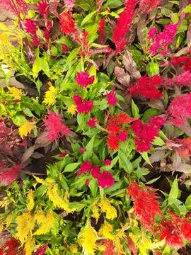 Celosia flowers. Stock Photos
