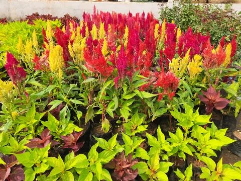Celosia flowers. Stock Photos