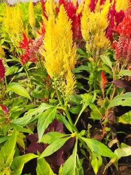 Celosia flowers. Stock Photos