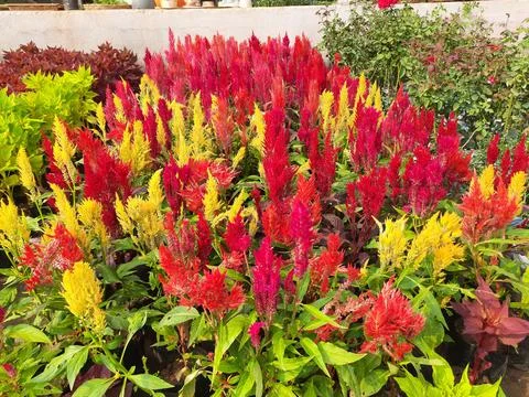 Celosia flowers. Stock Photos