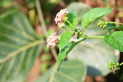 Celosia flowers. Stock Photos