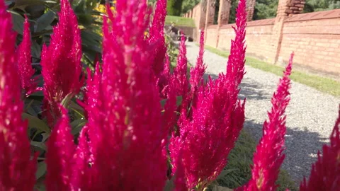 Celosia Stock Footage 163855495