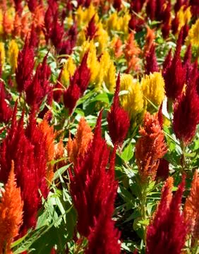 Celosia Stock Photos