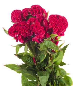 Celosia Stock Photos