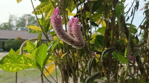 Celosia red flowers Stock Footage 237370791