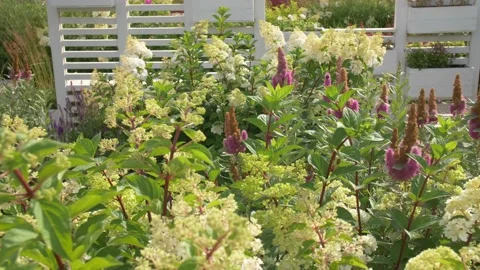 Celosia Silvery Plant Video stock 134284090