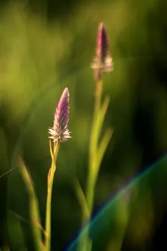 Celosia spicata 库存照片