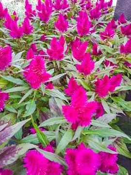 Celosia. View of assortment of decor for interior shop in store of shopping Stock Photos
