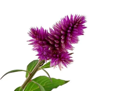 Celosia with white background Stock Photos