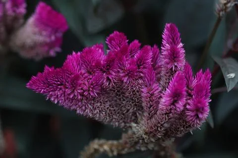 CelosiaArgentea, FlowerCluster, Foto stock