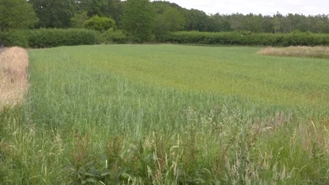 Celtic fields, agricultural field system of embanked field plots Vídeo Stock 131952103