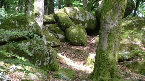 Celtic forest Video stock 77848701