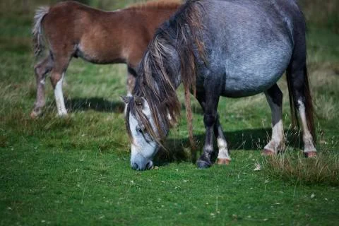 Celtic pony eating  Stock Photos