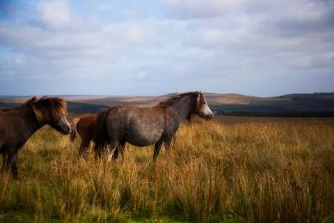 Celtic pony family in the fields  Stock Photos